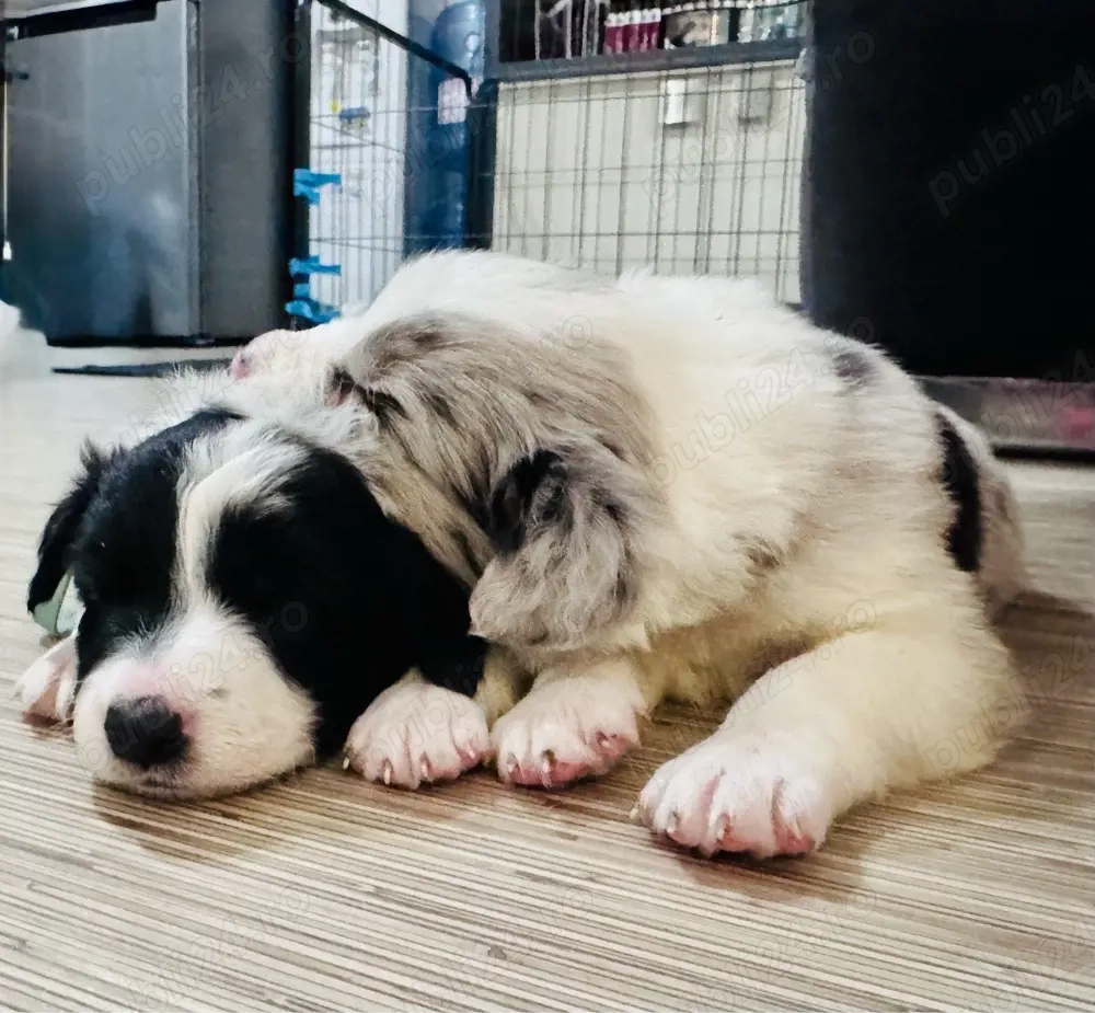Pui Border Collie cu Pedigree