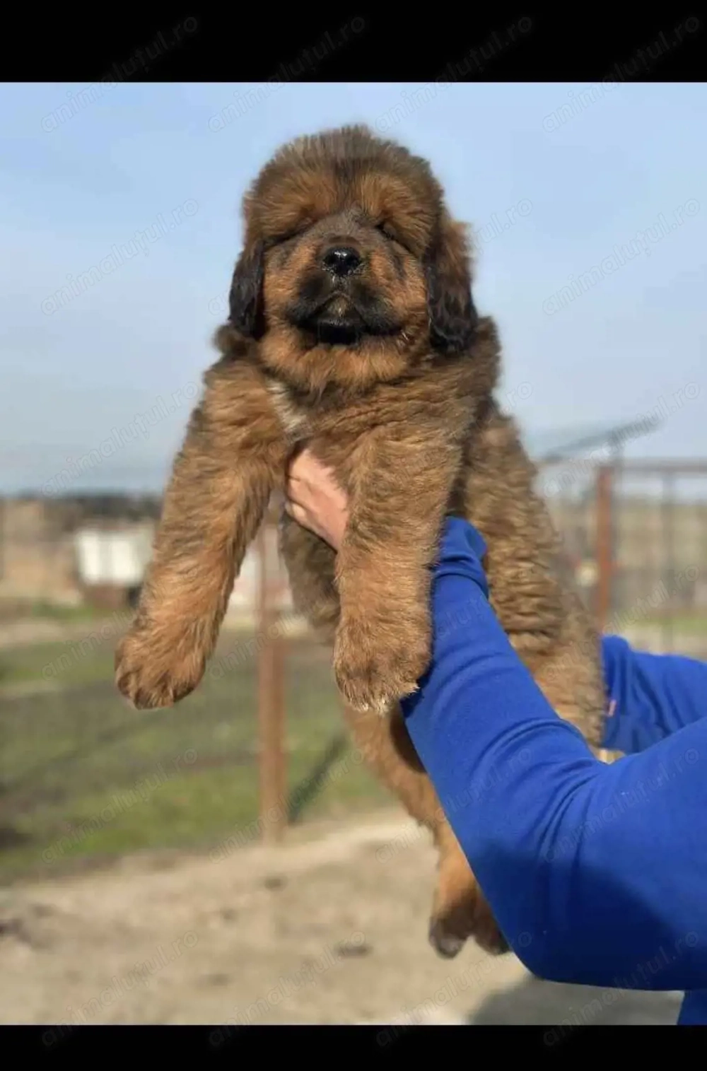 Pui de Mastiff tibetan 