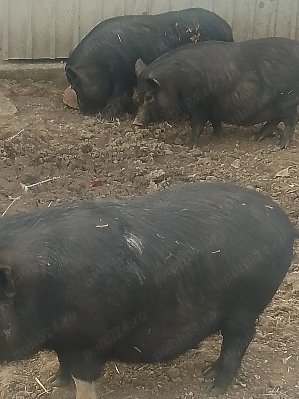 Porci vietnamezi &slănină afumată 
