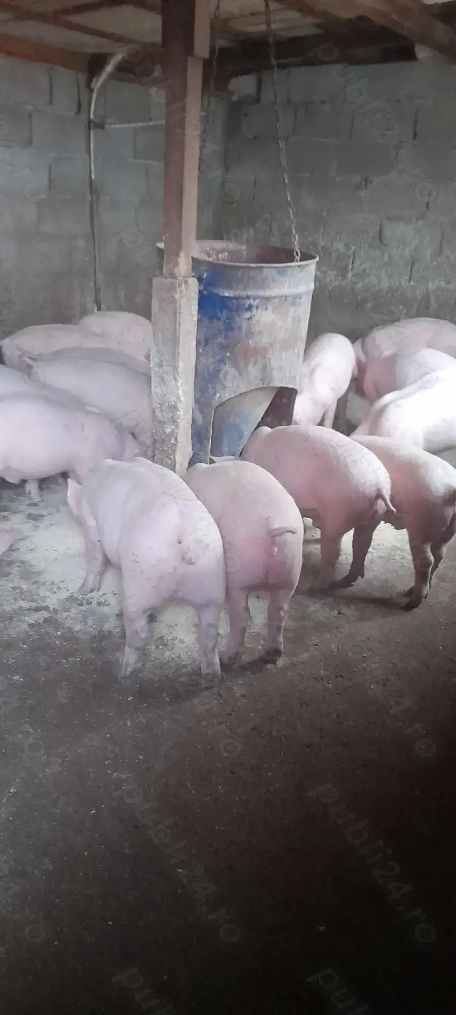 Purcei 35 50 kg rasă de carne 