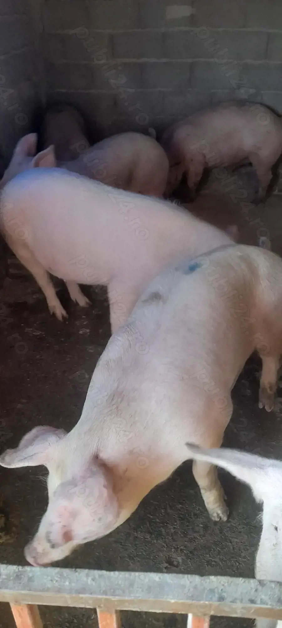 Porci mari 120 150 kg