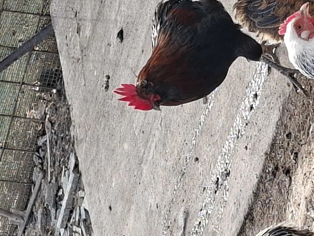 Vand cocosi auracana si wyandotte