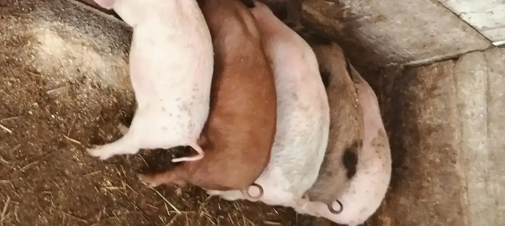 Purcei duroc cu pietrean 10 săptămâni 500 buc Văleni lîngă Birsana telefon  