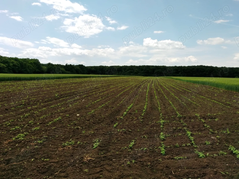 Teren Intravilan Dascalu Ilfov 13500 m2