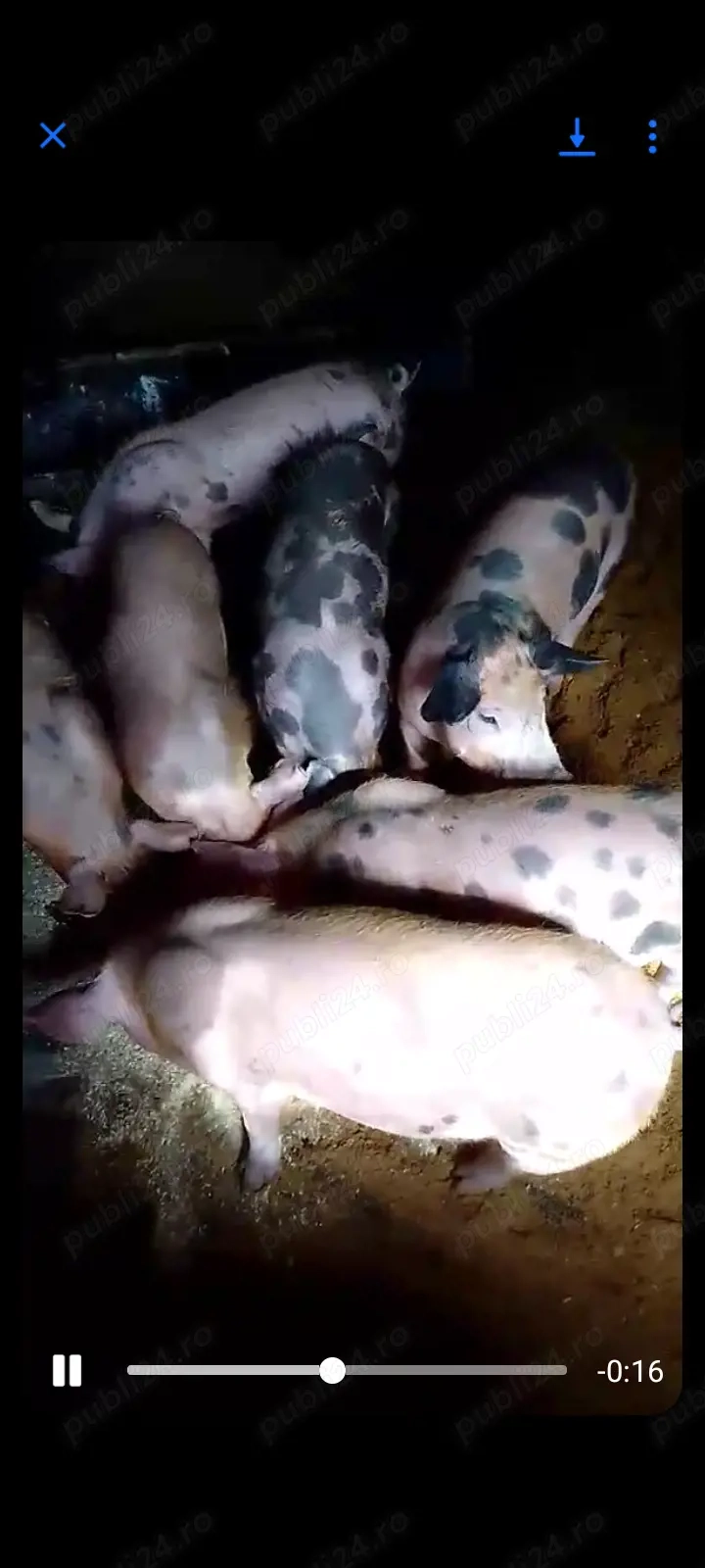 Purcei duroc cu pietrean de vînzare 