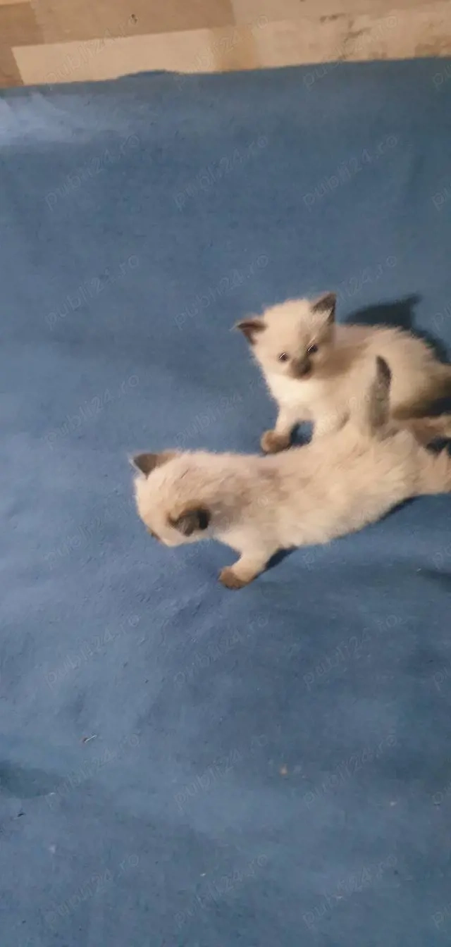 Vănd doi motănei birmanezi