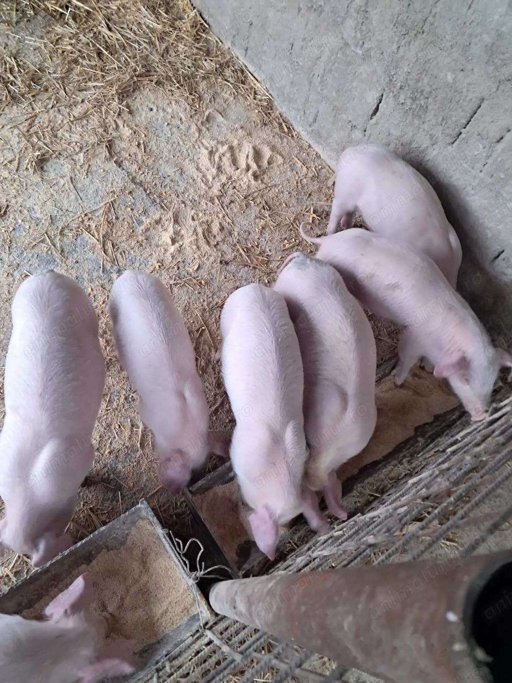 Purcei landrace de vinzare