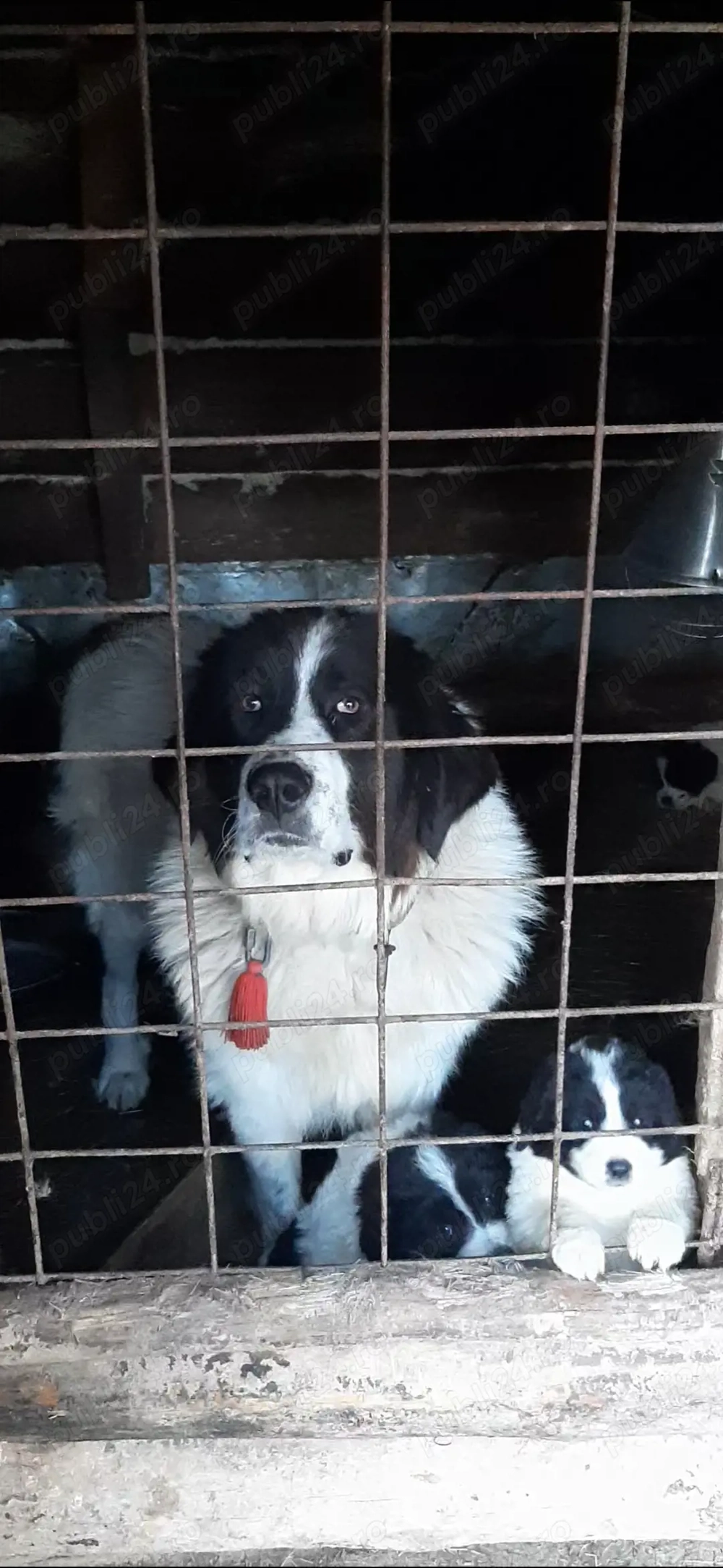 Femeluţă Ciobanesc de Bucovina