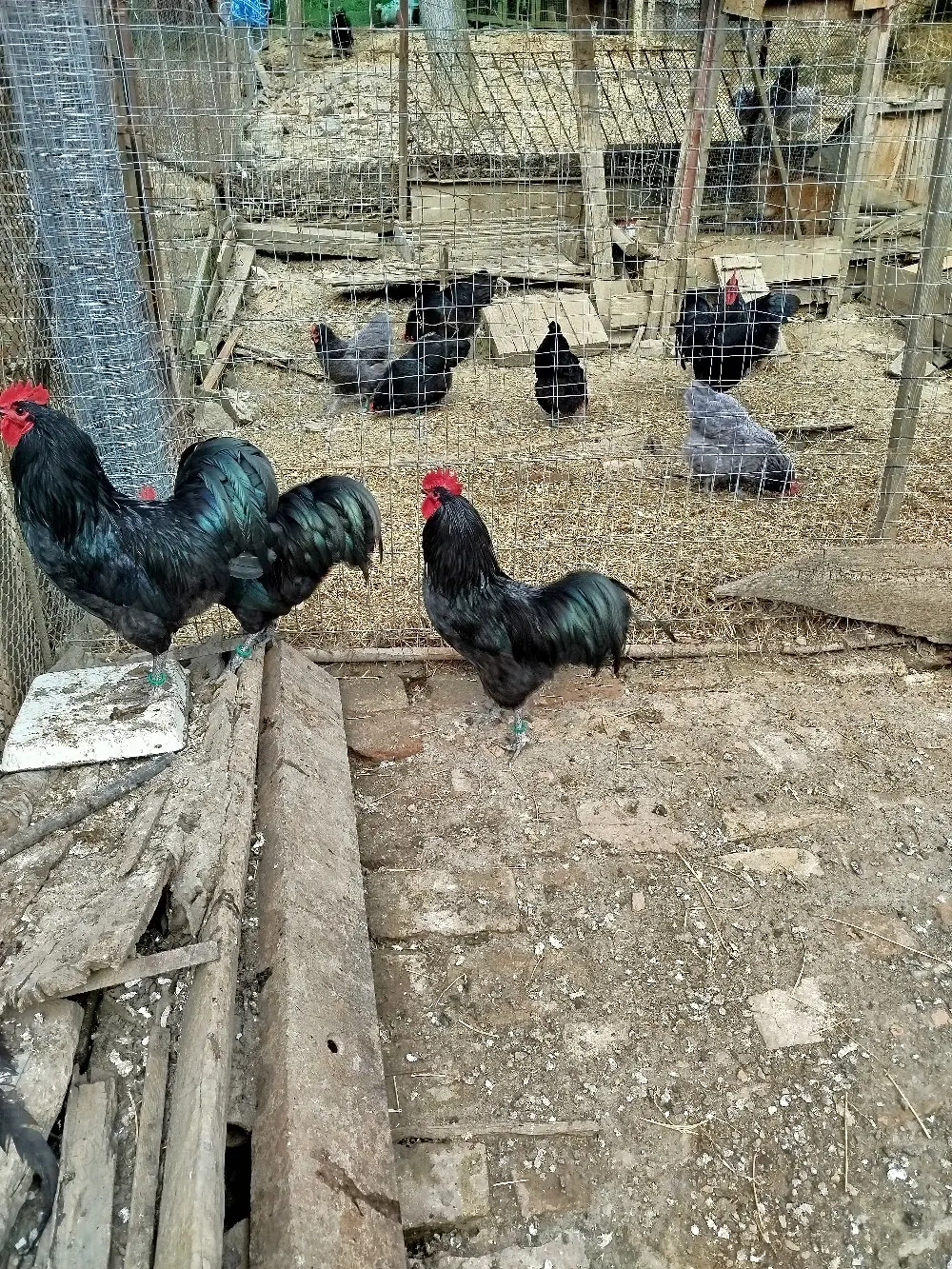 Ofertă!!! Găini australorp 