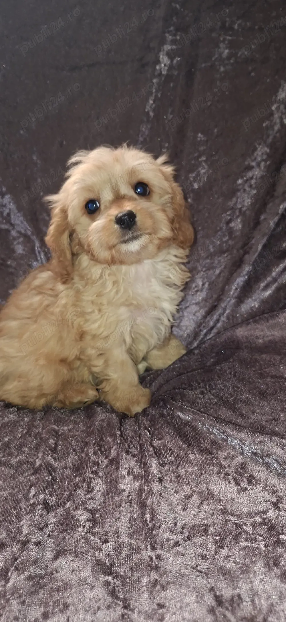 Maltipoo fetita
