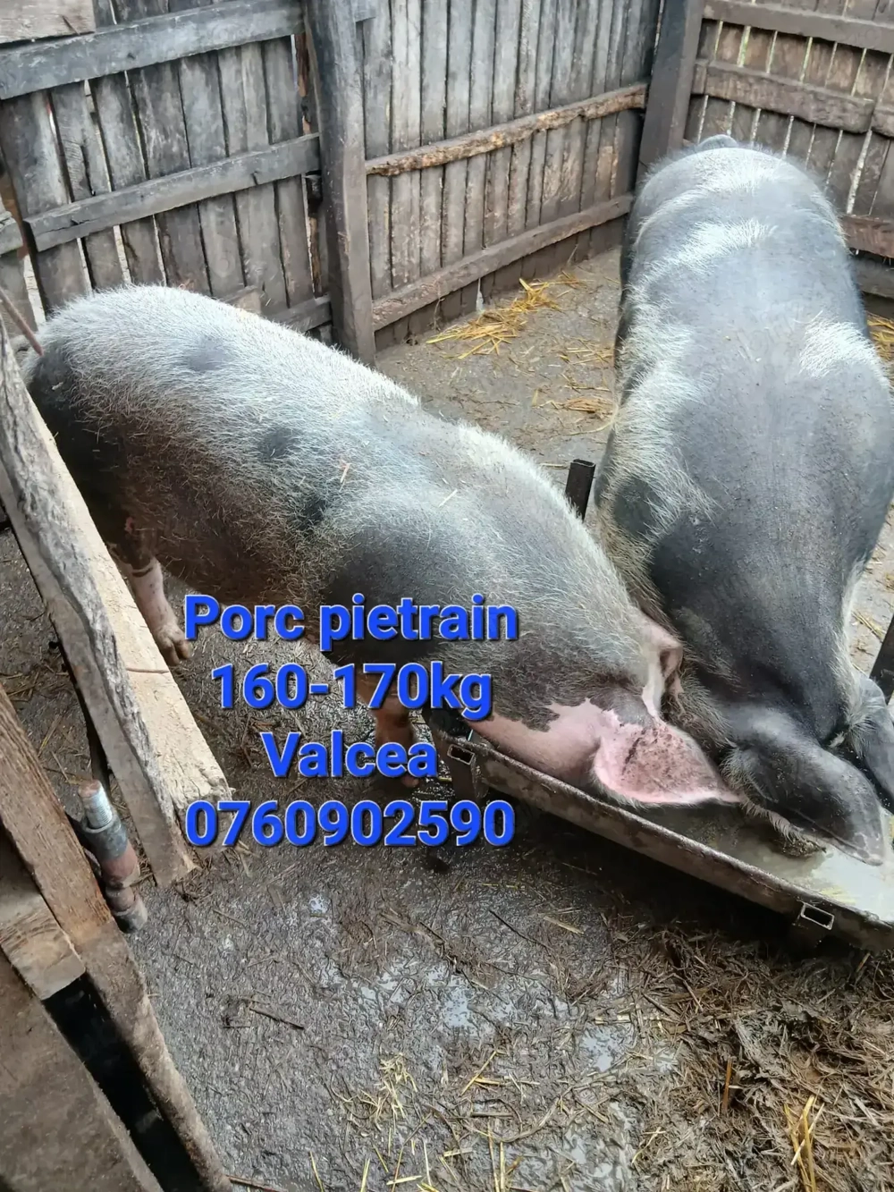 Porci pietrain de vanzare