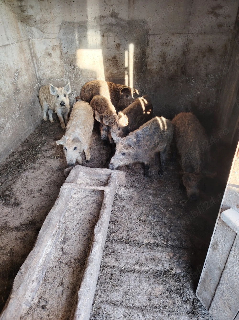 Vand soldați mangalita cu mistreț