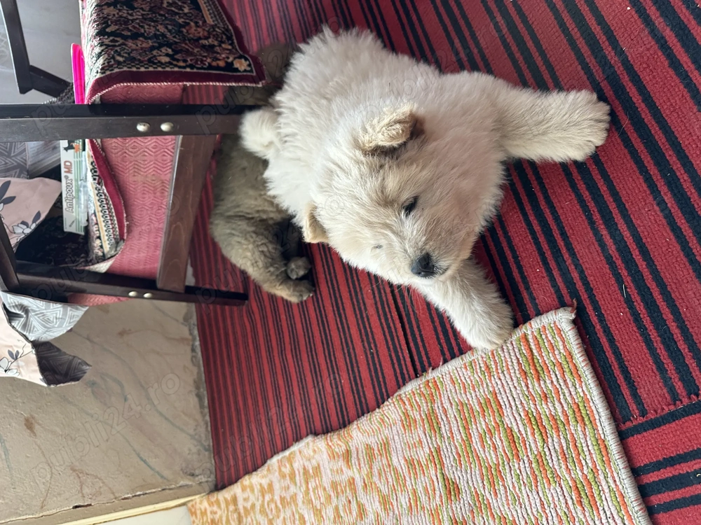 Căței Chow Chow de vânzare 
