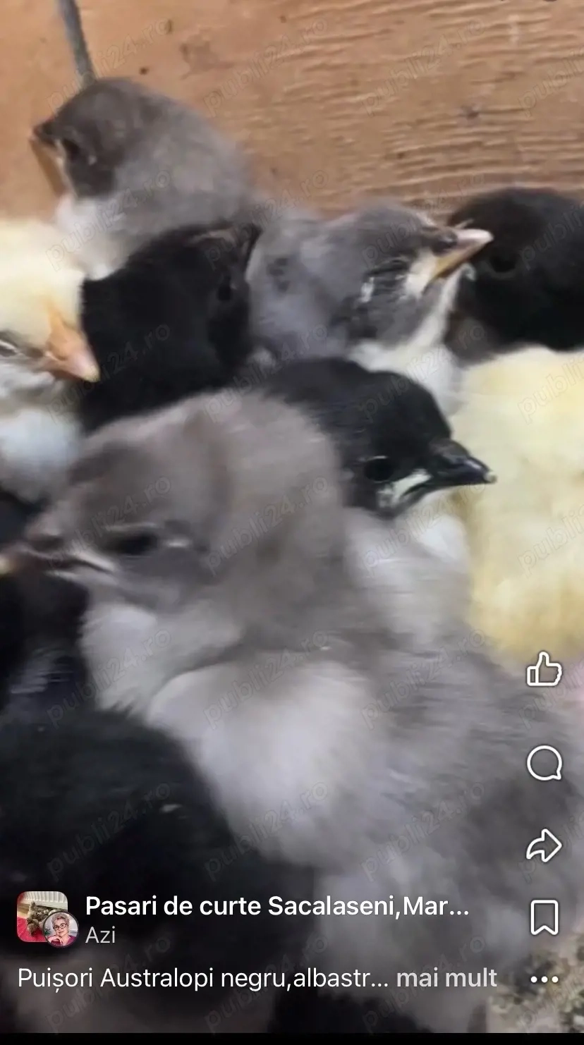 Puisori cauta casuta noua!