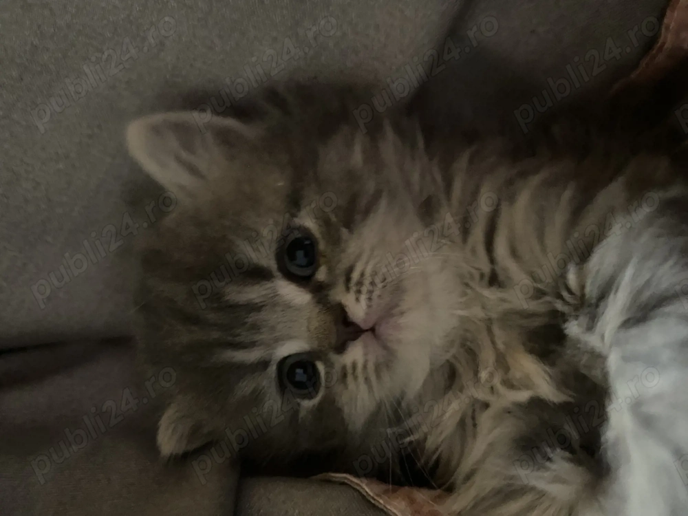 Pisică british longhair