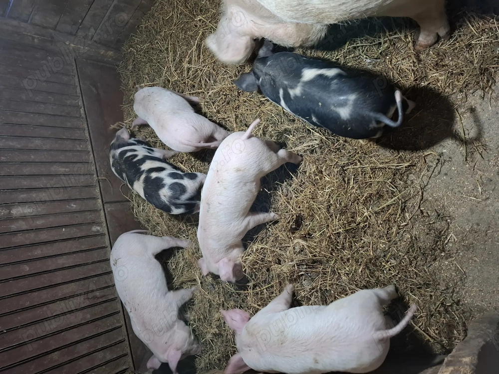 Vand purcei varsta 6 saptamani.