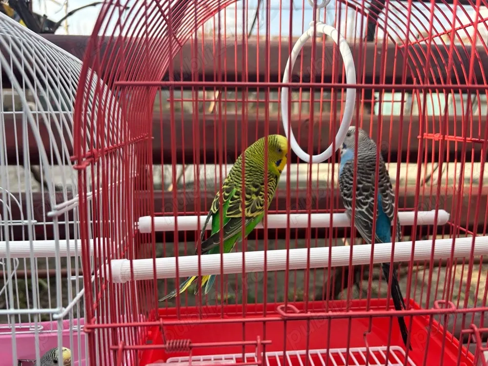 perusi diferite culori