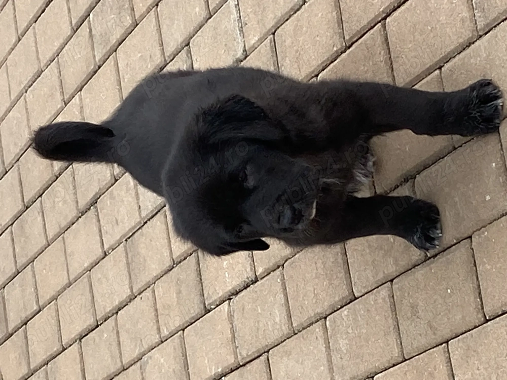 Femelute Asia Centrală 