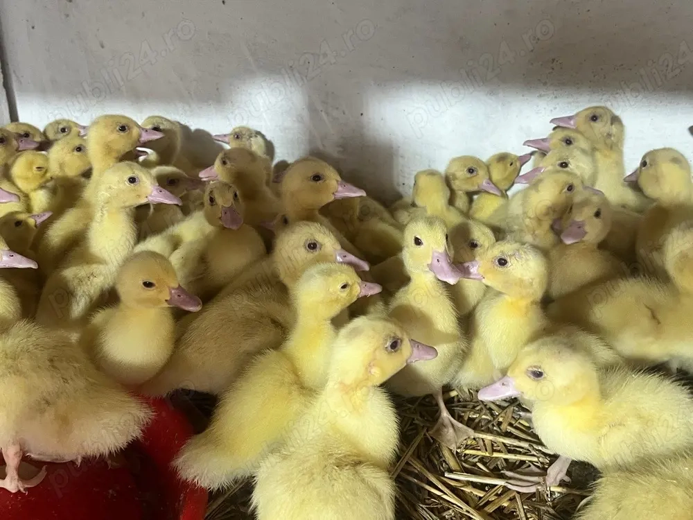 Boboci de rață mulard