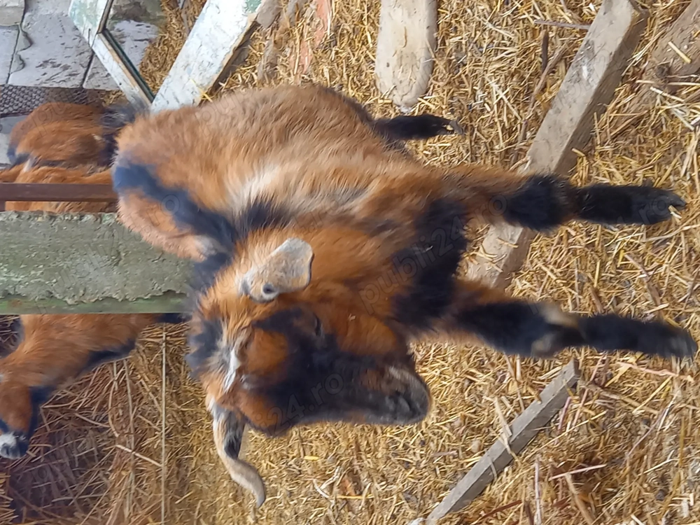 Vad iedut alpin 4 luni