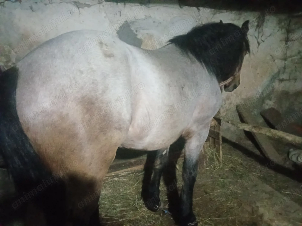 Vând mânz de un an și nouă luni mai multe detali la telefon 