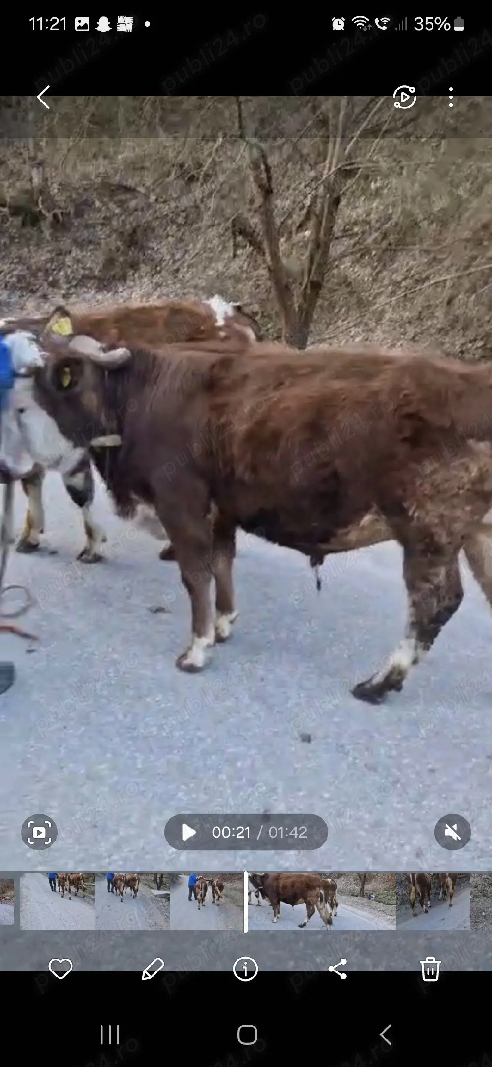 Vand tauri bălțată românească 