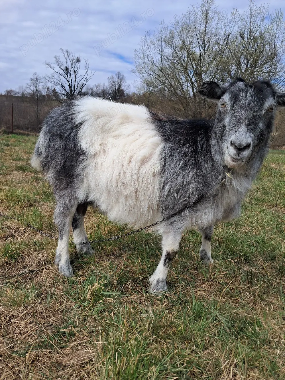 capră pentru sacrificare