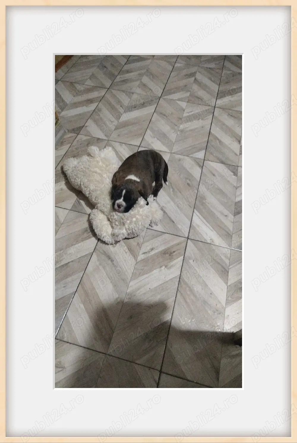 Vând cățelușa Boxer Tigrat