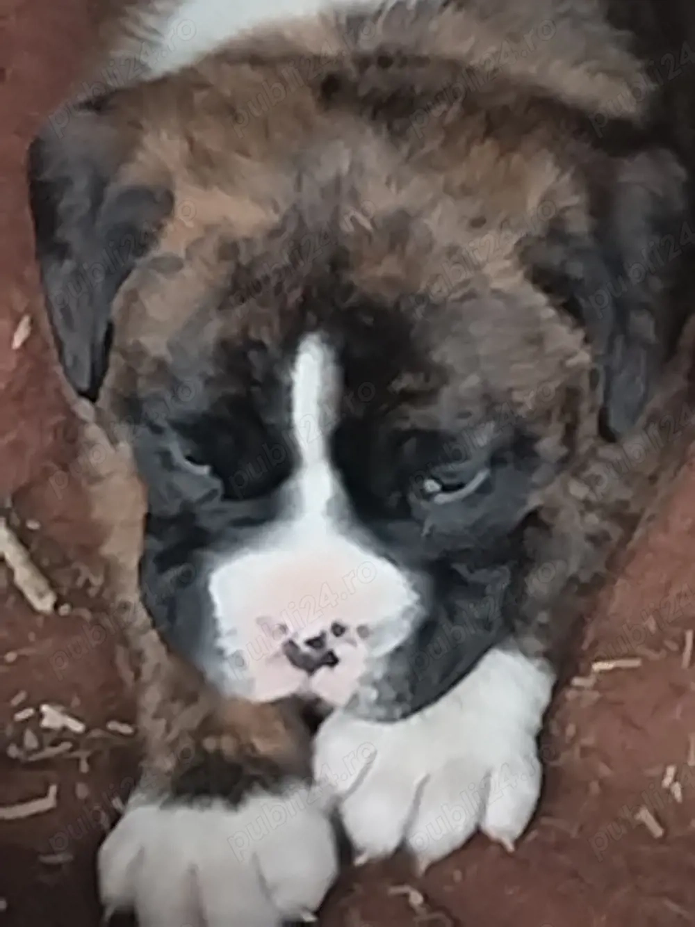 Vând cățelușa Boxer german 