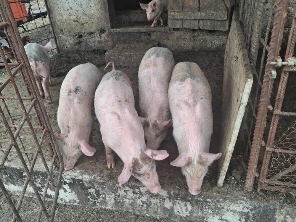 Purcei  carne de vanzare din producție proprie, 11 saptamani 