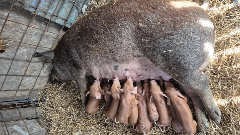 De vânzare scroafa cu purcei 