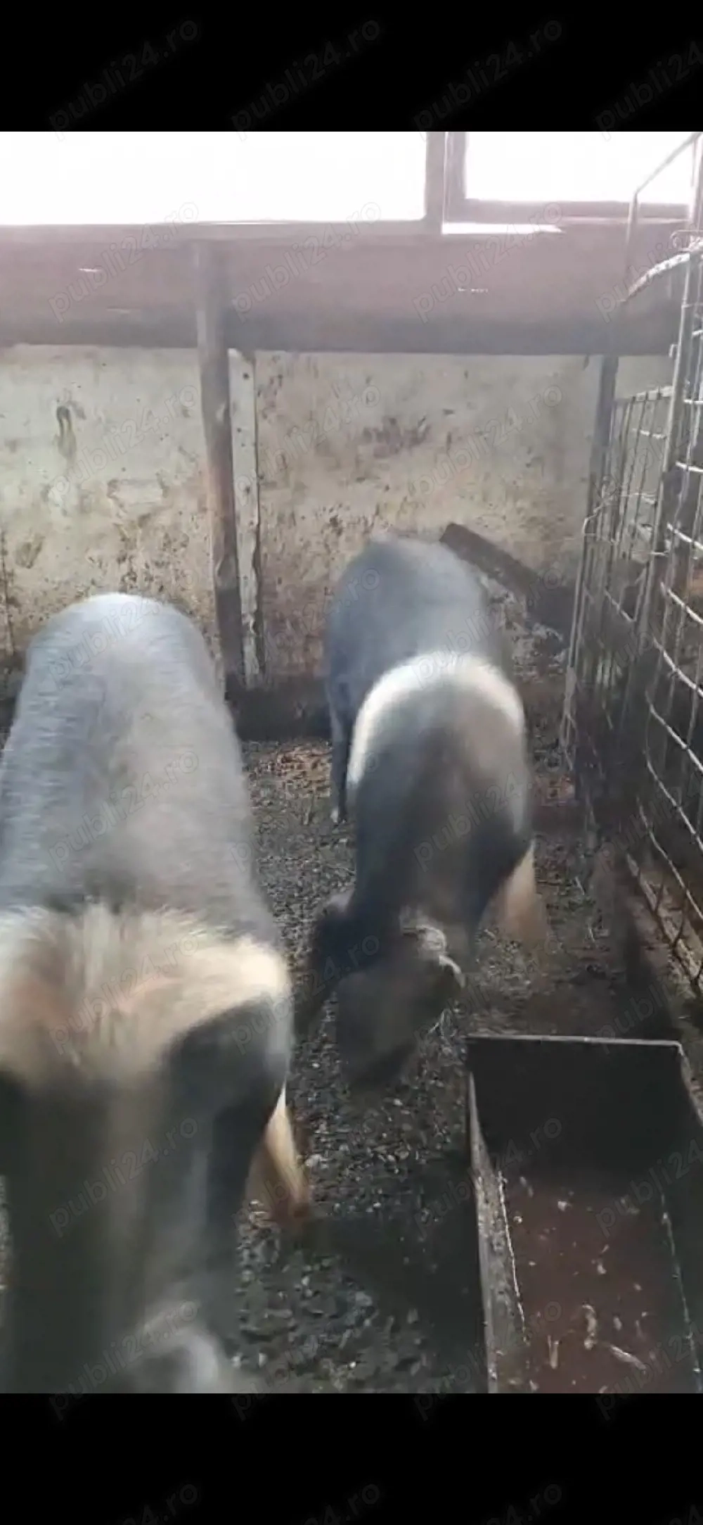 vier și scroafă de vanzare 