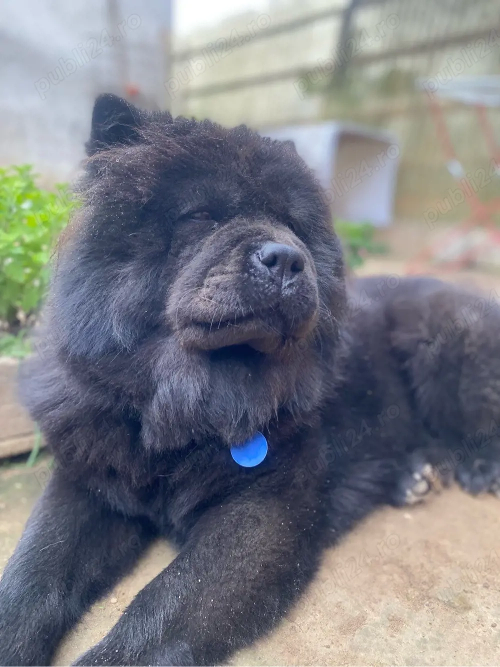 de vanzare Chow chow