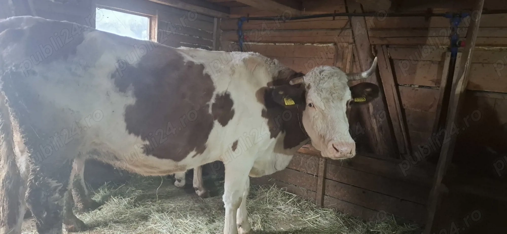 De vânzare vacă băltată românească 