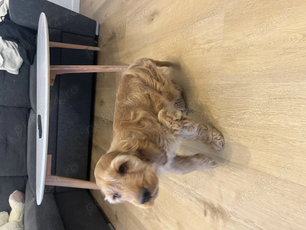 Cocker Spaniel de vanzare superb