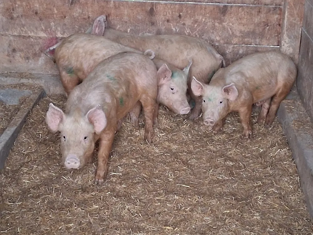 vând  4 masculi castraţi de 40-45 kg