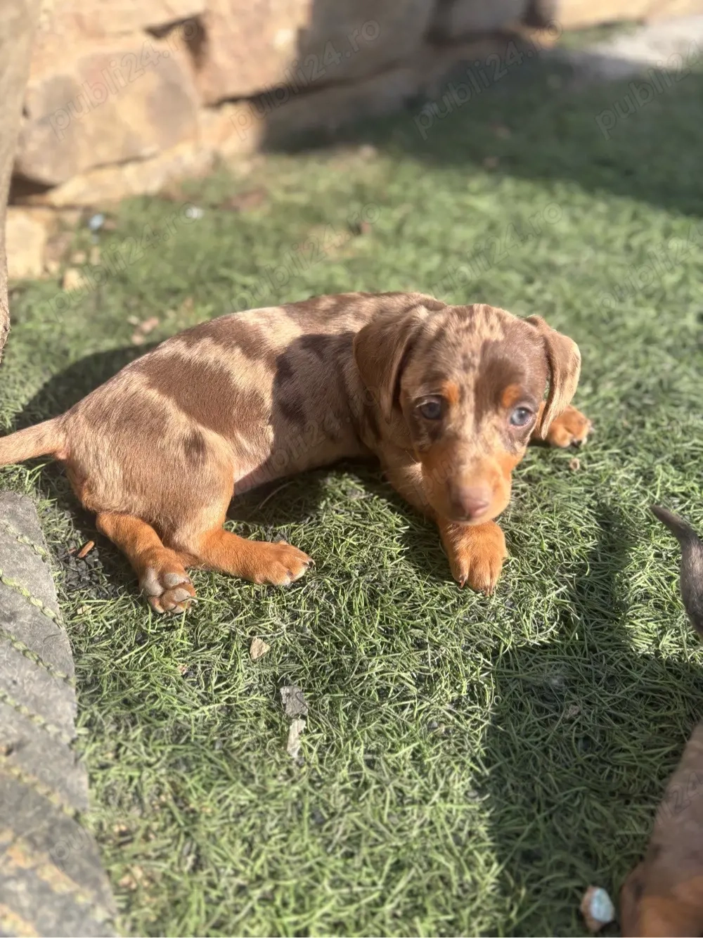 Catelusa Teckel pitic 