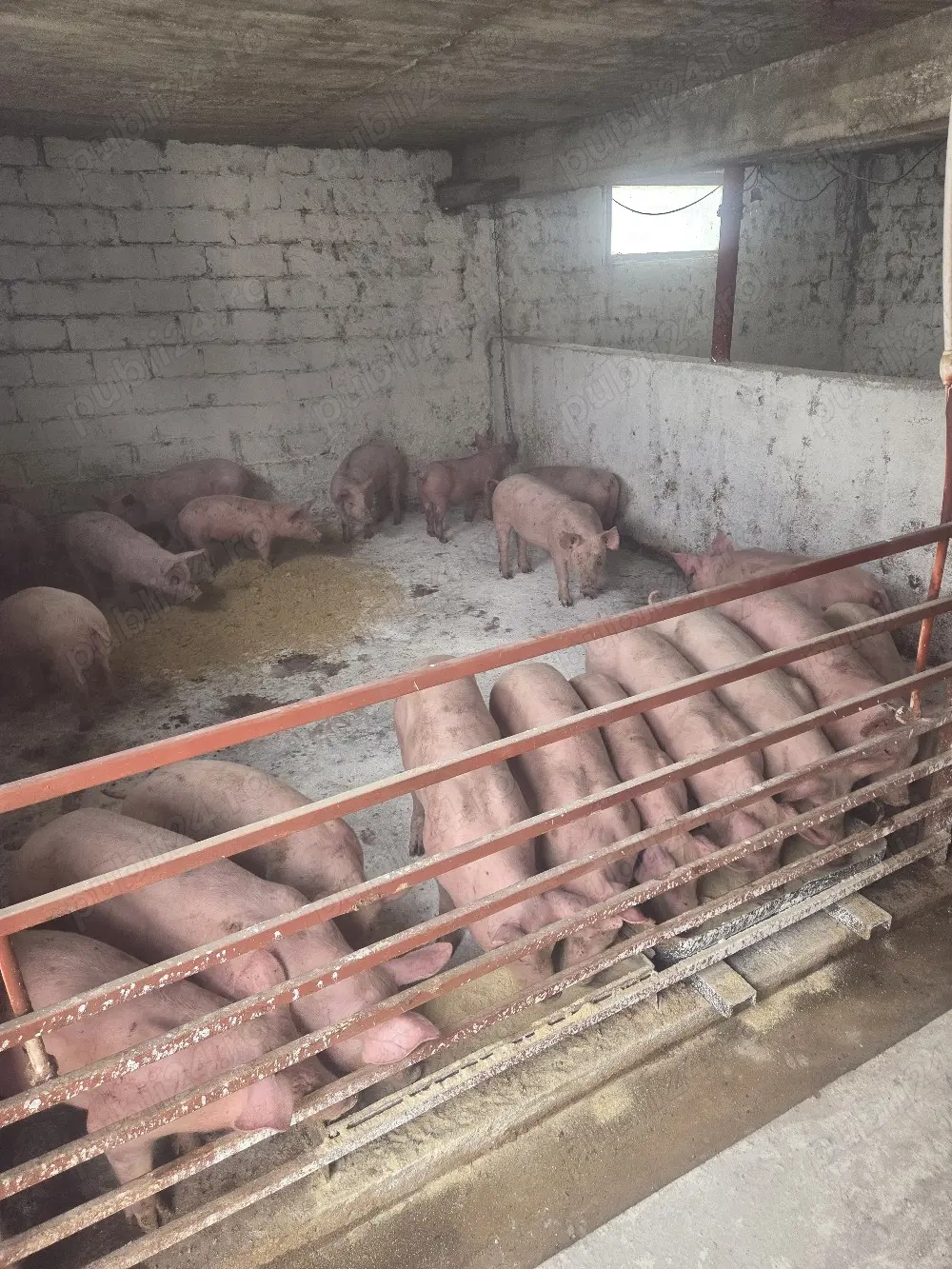 grasuni de la 30 la 60 de kg 