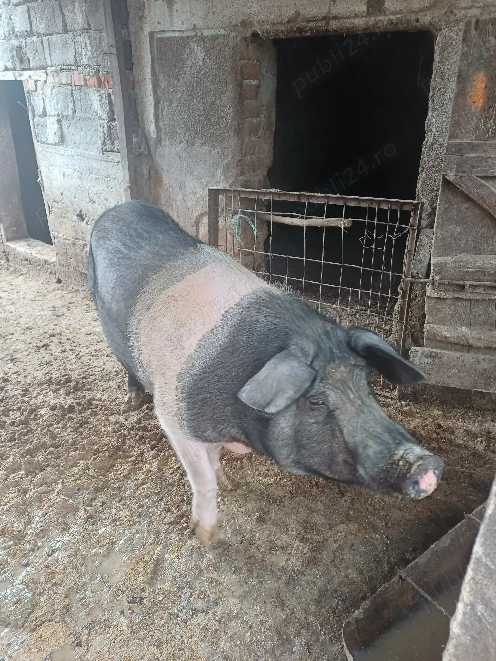 porci de vinzare