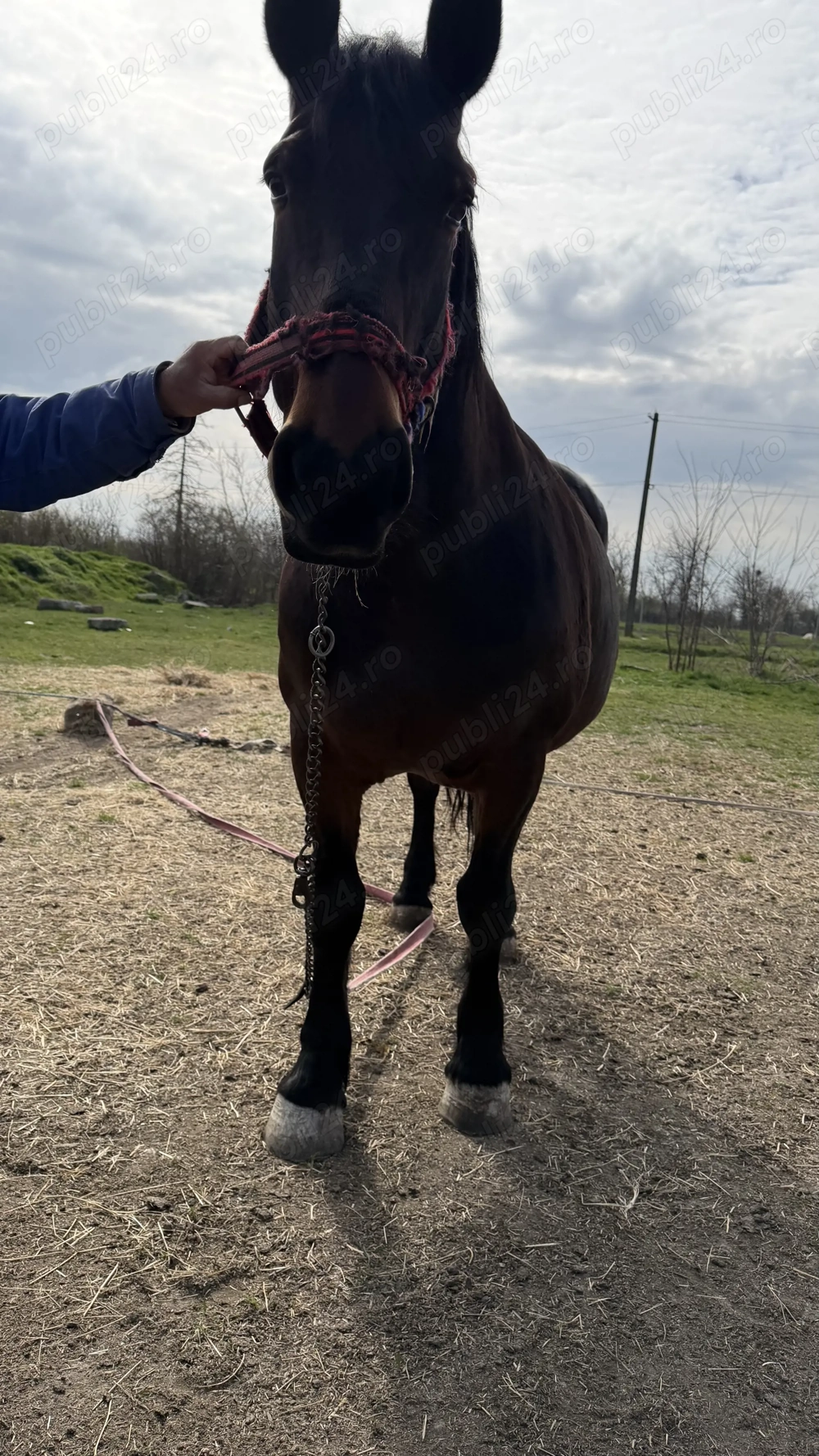Vand Iapa semimurana gestanta si manz