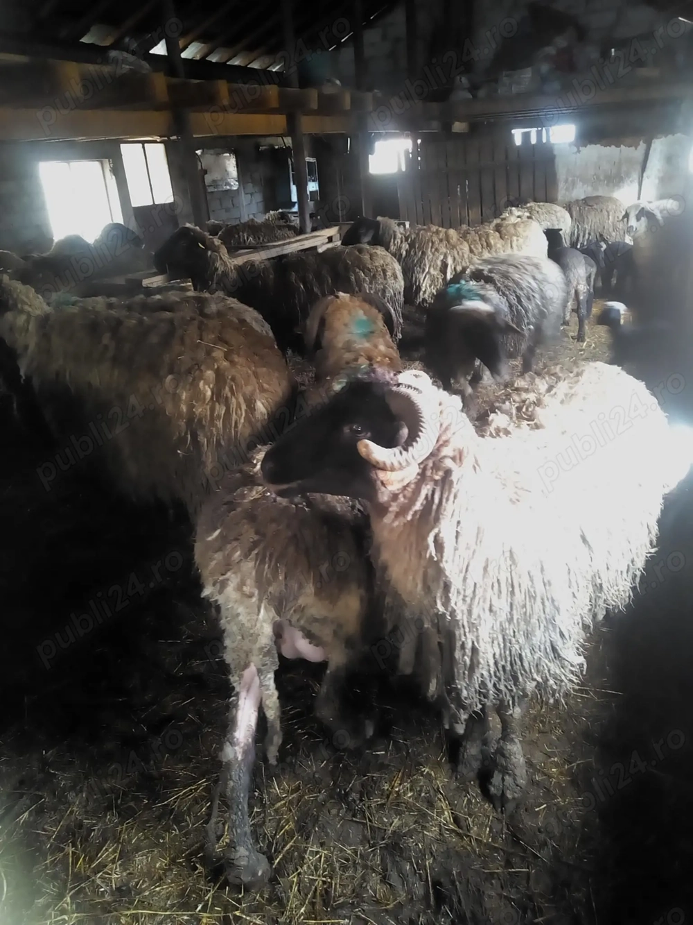 Vând 80 oii carabase, majoritatea cu miei restul în curs de fătare. 
