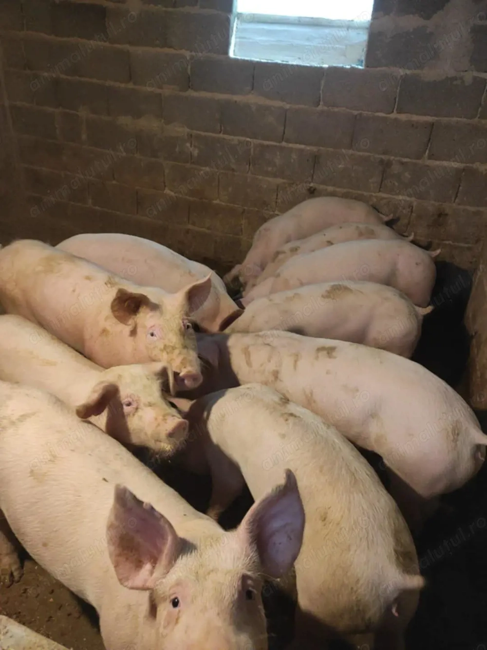 Vând purcei 50-70 kg