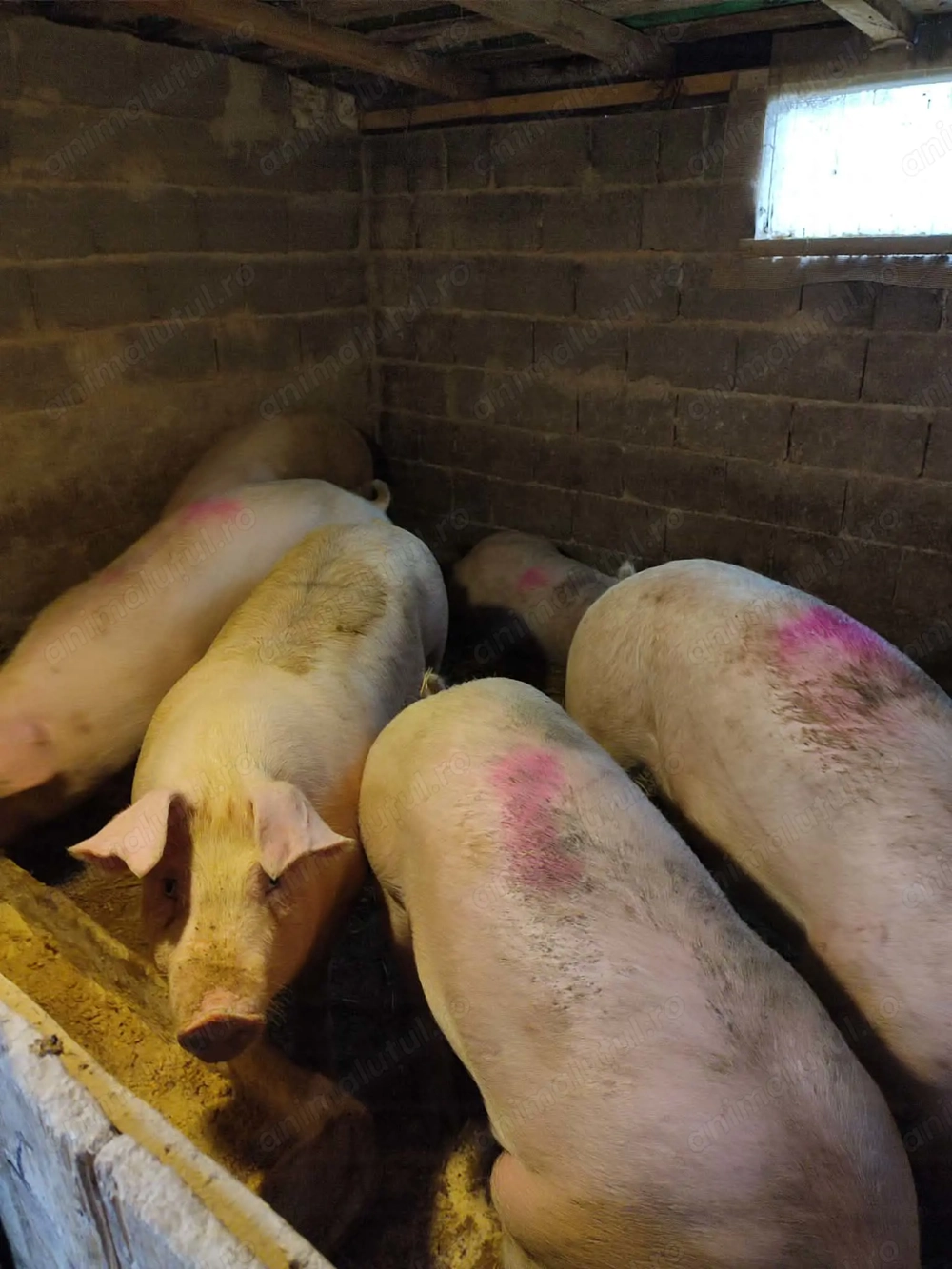 Vând porci mari 130-170kg