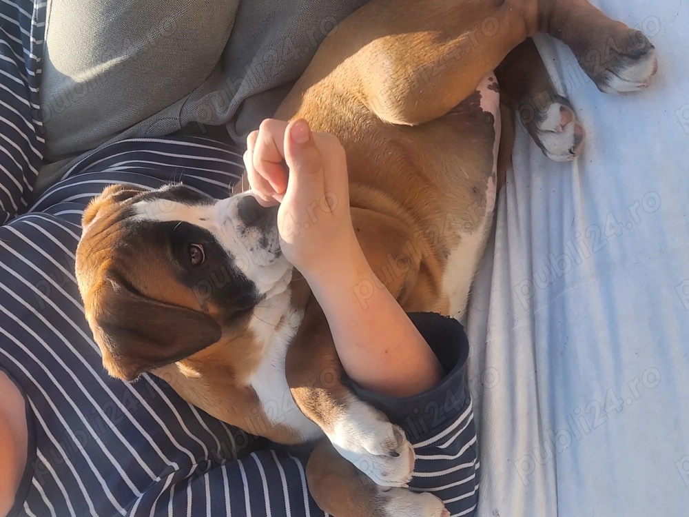 Femela boxer,11 săptămâni 
