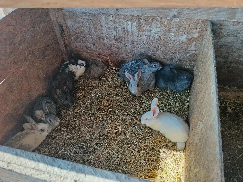 vând iepuri 40 de lei bucata 