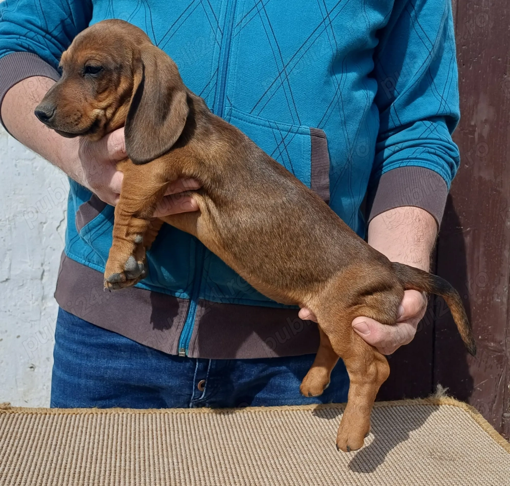 Masculi teckel 2 luni