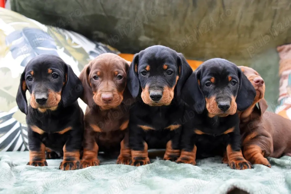 pui Masculi Teckel   Dachshund 