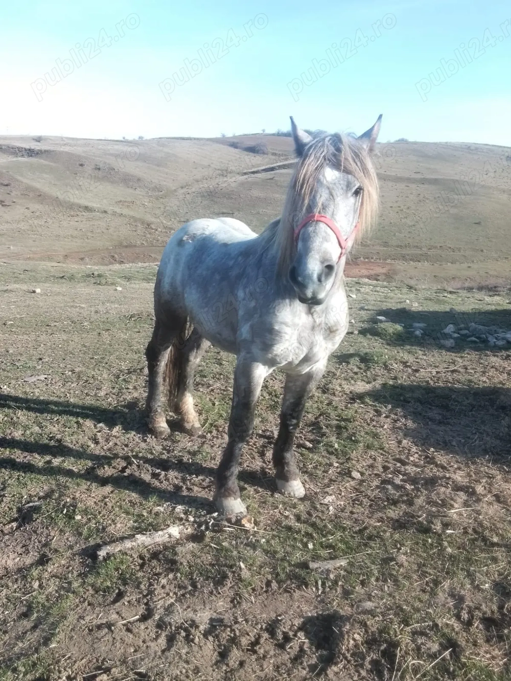 Vând mânz armăsar de 2 ani jumate 