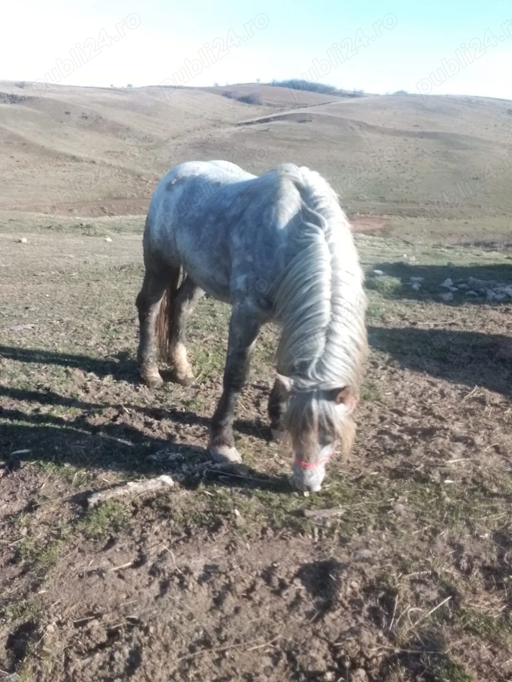 Vând mânz armăsar de 2 ani jumate 