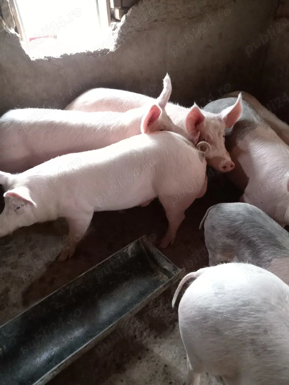 Porci de vanzare